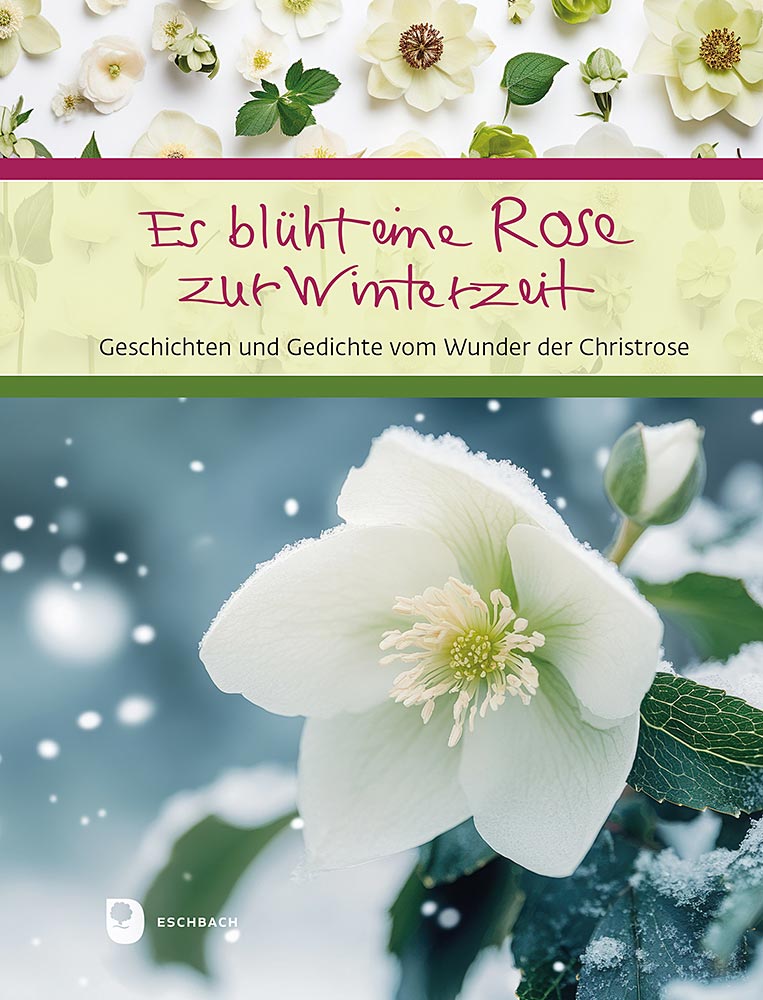 Produktabbildung: Es blüht eine Rose zur Winterzeit