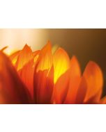 Lichtblüte