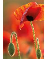 Roter Mohn