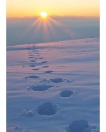 Schneespur