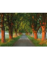 Allee