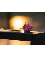 Rose im Licht