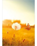 Sonnenlicht