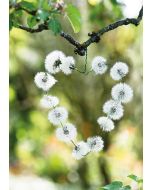 Pusteblumenherz