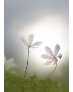Gegenlicht