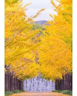 Ginkgoallee