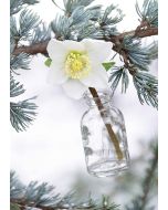 Christrose