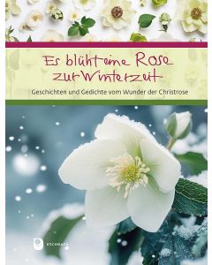 Es blüht eine Rose zur Winterzeit
