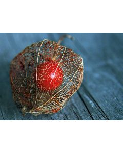 Physalis