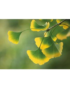 Ginkgozweig