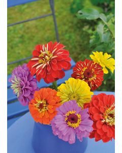 Zinnien