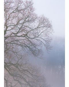 Baum im Nebel