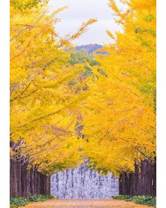 Ginkgoallee