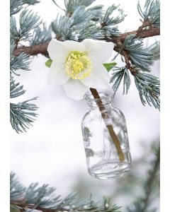 Christrose