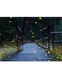 Lichtblicke