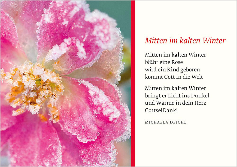 Produktabbildung: Eisrose