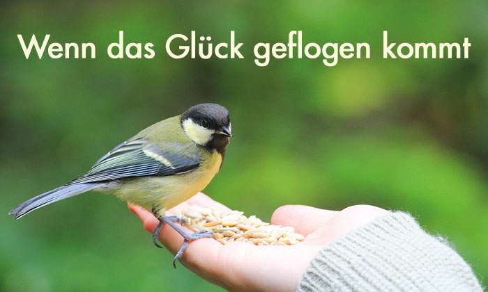 Wenn das Glück geflogen kommt