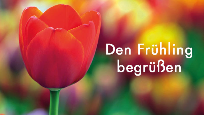 zur Themenseite Den Frühling begrüßen weiße Schrift Den Frühling begrüßen - im Hintergrund eine rote Tulpe