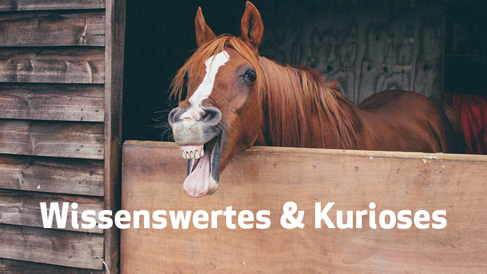 zur Themenseite Wissenswertes & Kurioses weiße Schrift Wissenswertes & Kurioses - im Hintergrund ein lachendes Pferd in seinem Stall